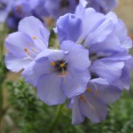 High Altitude Flower Blue flowers growing in the saddle