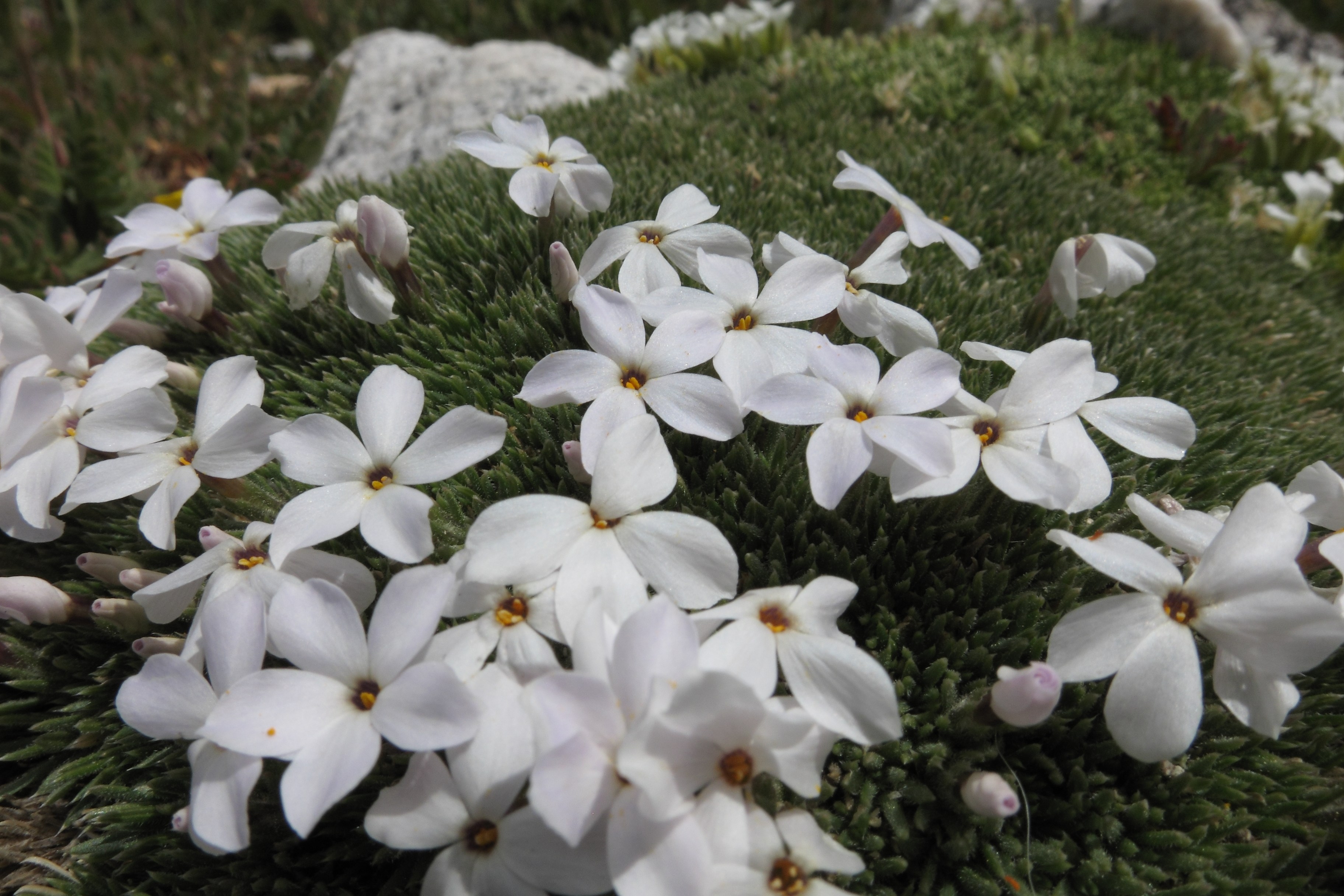 White Flowers on Antero 2